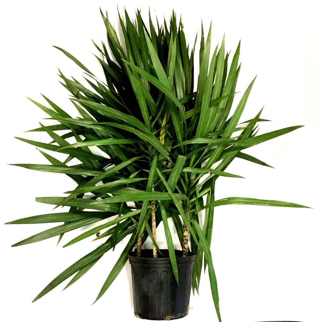 Dracaena, 10in, Tarzan Bush