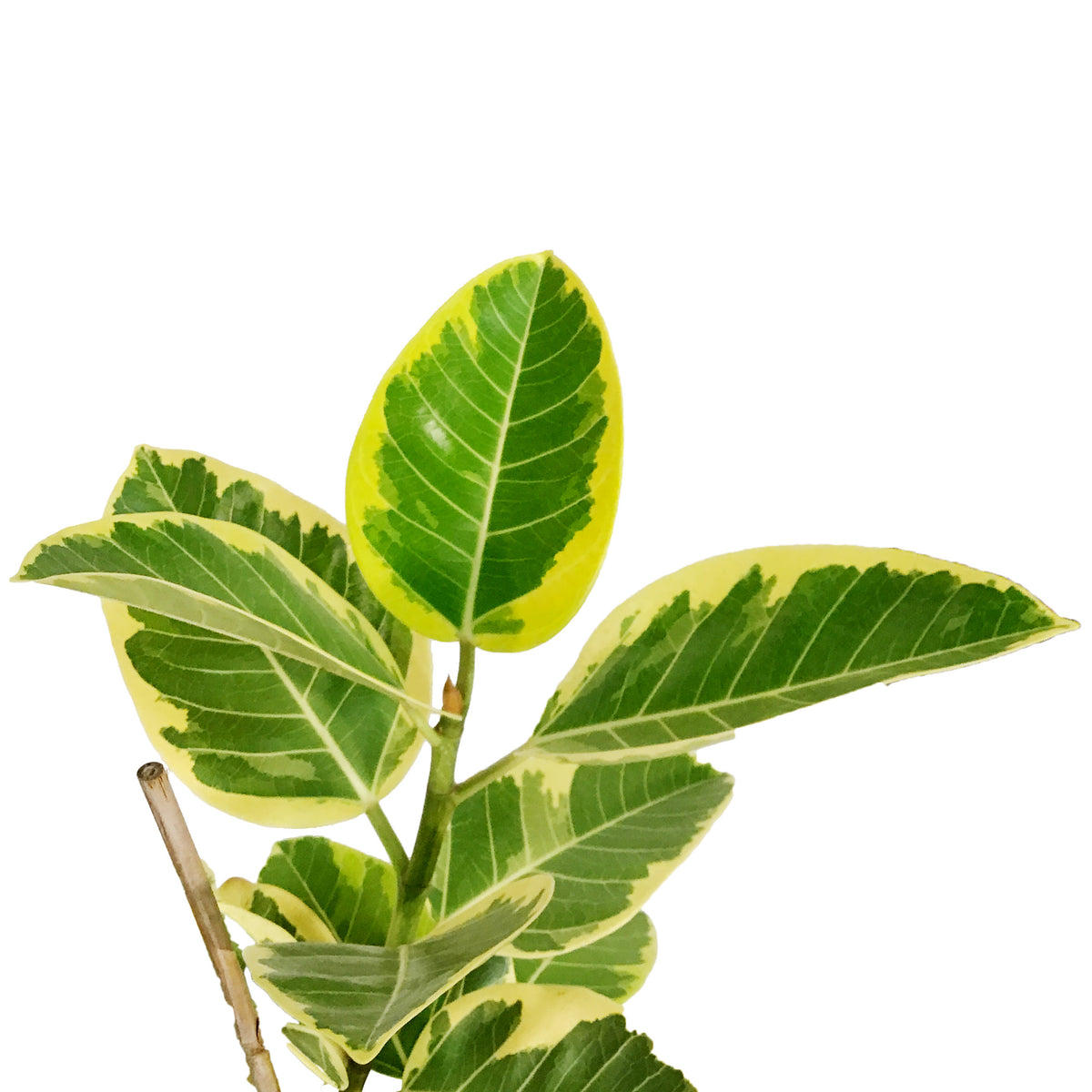 Ficus,10in, Altissima Yellow Gem Standard