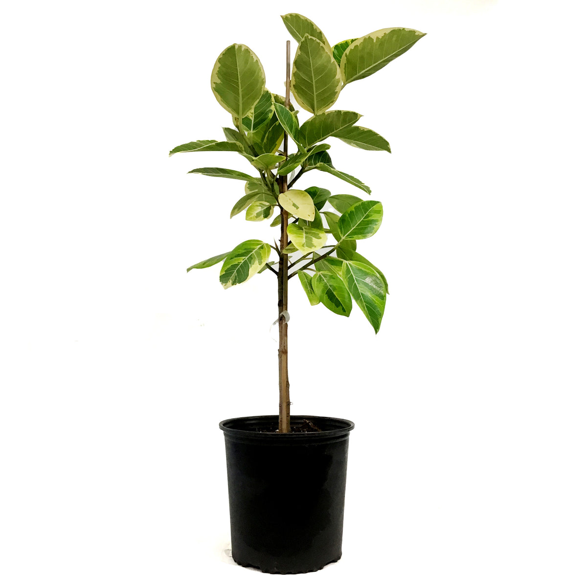 Ficus,10in, Altissima Yellow Gem Standard