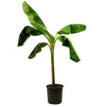 Load image into Gallery viewer, Banana, 10in, Dwarf Orinoco
