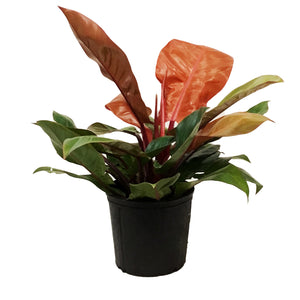 Philodendron, 10in, Prince of Orange