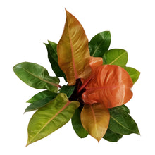 Load image into Gallery viewer, Philodendron, 10in, Prince of Orange
