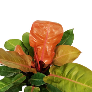 Philodendron, 10in, Prince of Orange