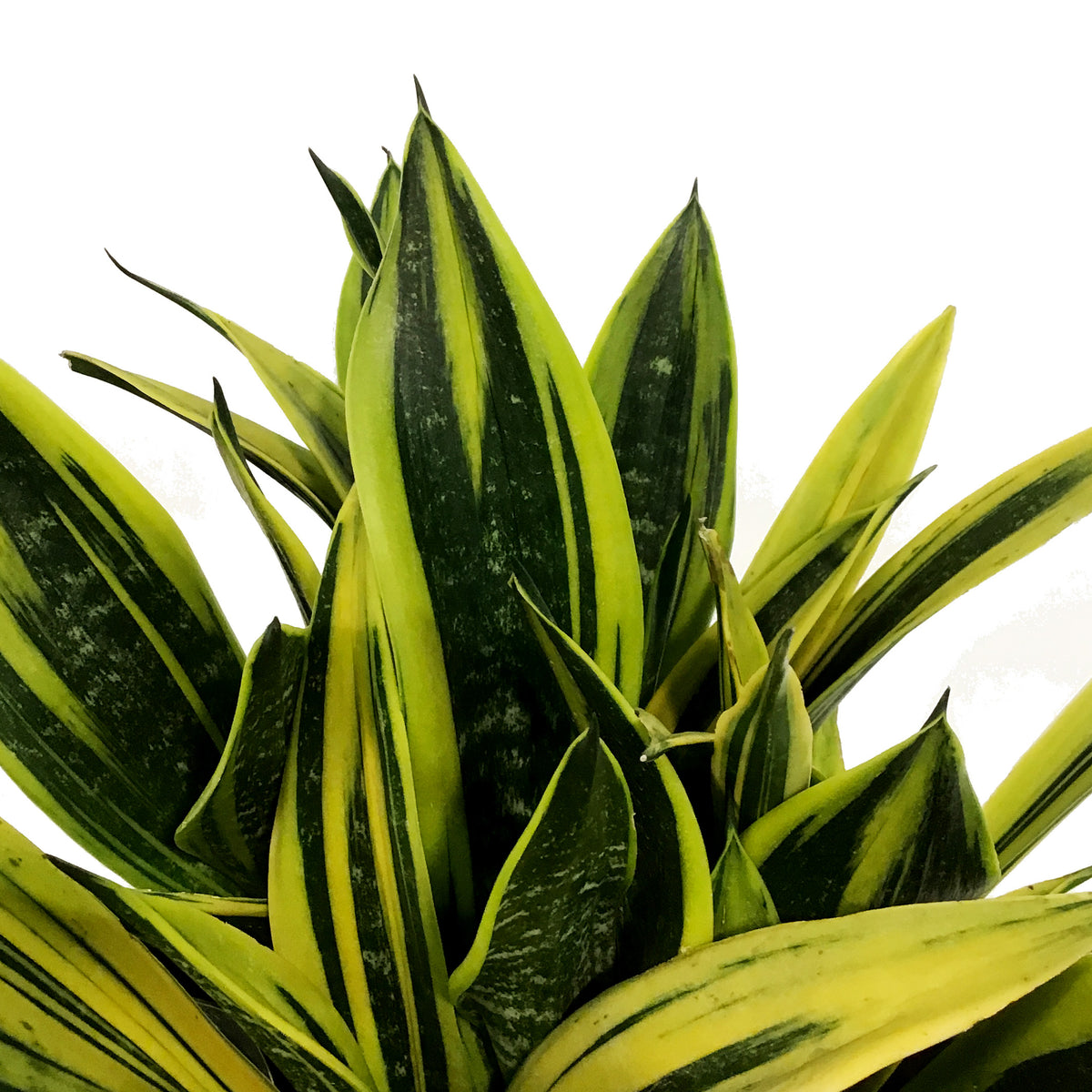 Sansevieria, 10in, Golden Flame