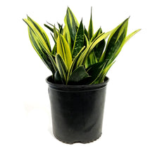 Load image into Gallery viewer, Sansevieria, 10in, Golden Flame
