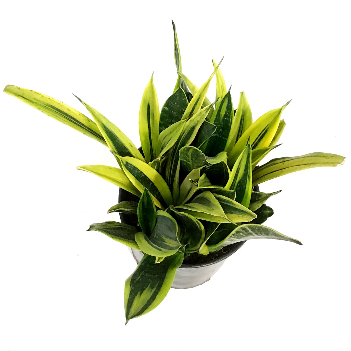 Sansevieria, 10in, Golden Flame