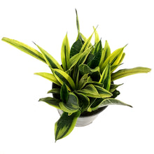 Load image into Gallery viewer, Sansevieria, 10in, Golden Flame

