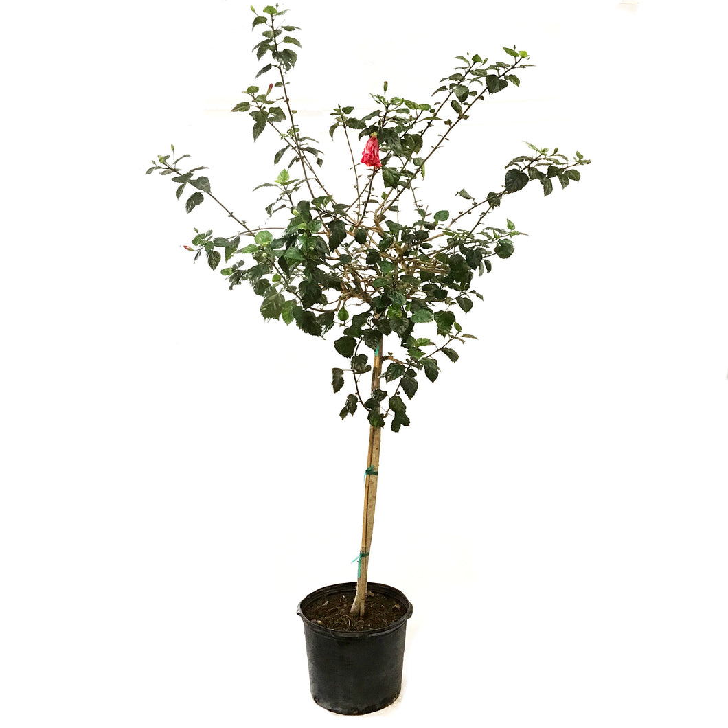 Hibiscus, 14in, Standard