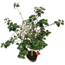 Load image into Gallery viewer, Hibiscus, 14in, Standard
