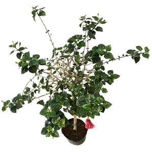Hibiscus, 14in, Standard