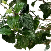 Load image into Gallery viewer, Hibiscus, 14in, Standard
