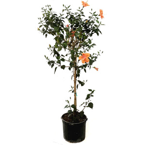 Hibiscus, 14in, Double Peach Standard