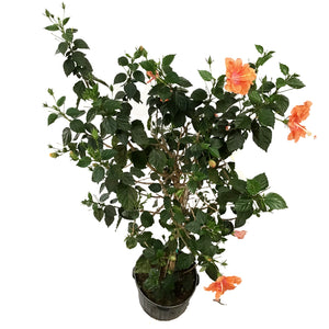 Hibiscus, 14in, Double Peach Standard