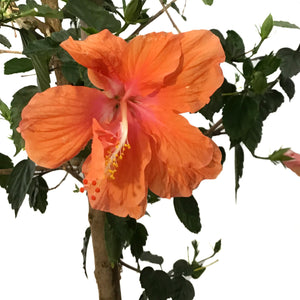 Hibiscus, 14in, Double Peach Standard