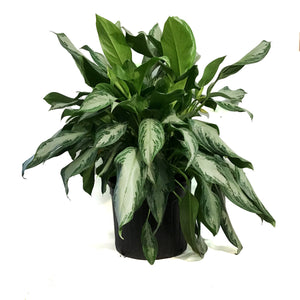 Aglaonema, 14in, Jubilee