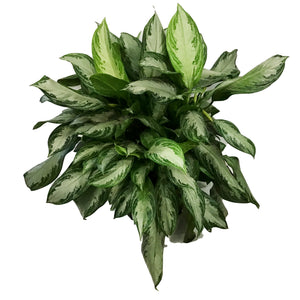 Aglaonema, 14in, Jubilee