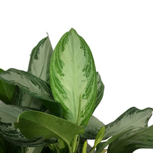 Load image into Gallery viewer, Aglaonema, 14in, Jubilee
