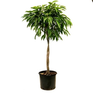 Ficus, 14in, Amstel King Braid