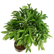 Load image into Gallery viewer, Ficus, 14in, Amstel King Braid
