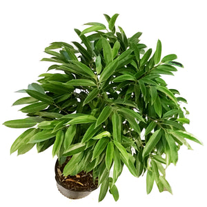 Ficus, 14in, Amstel King Braid