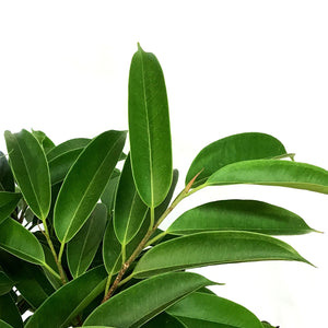 Ficus, 14in, Amstel King Braid