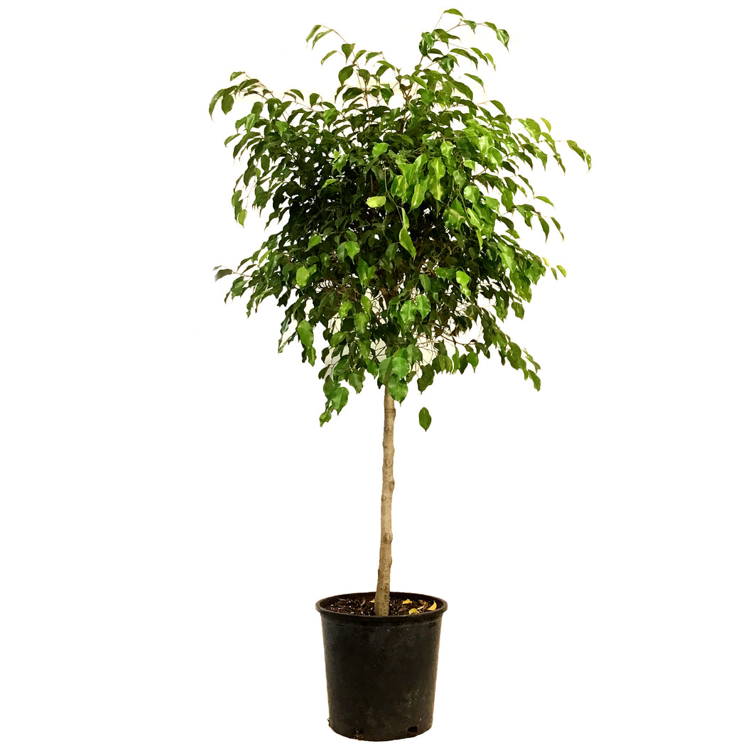 Ficus, 14in, Benjamina Standard