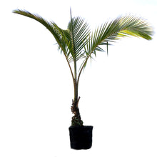 Load image into Gallery viewer, Palm, 14in, Coconut
