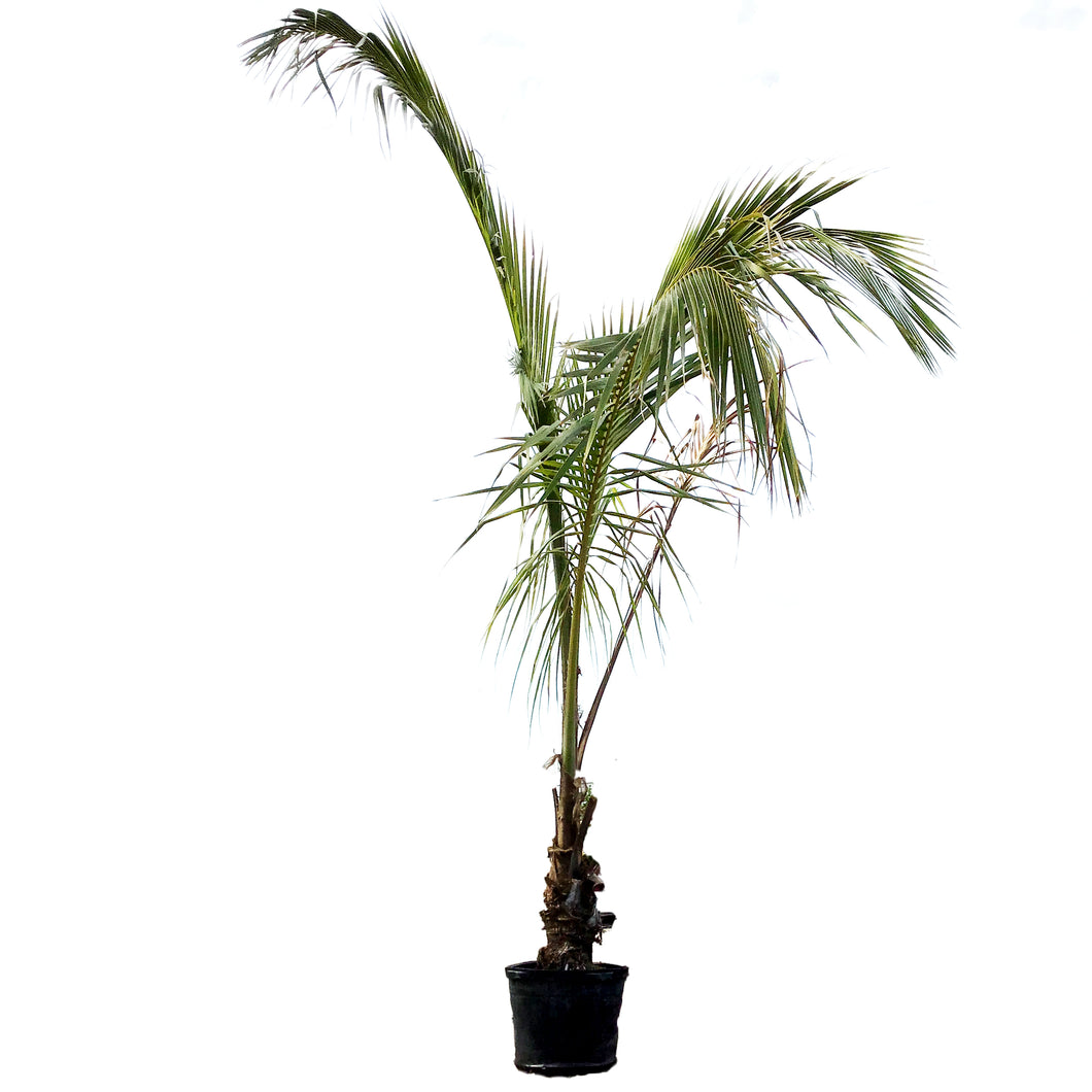 Palm, 17in, Coconut