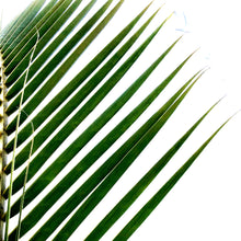 Load image into Gallery viewer, Palm, 17in, Coconut
