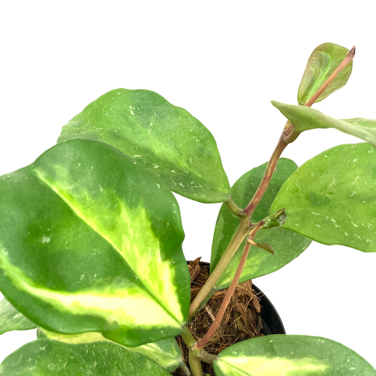 Hoya, 3in, Obovata Inner Variegated
