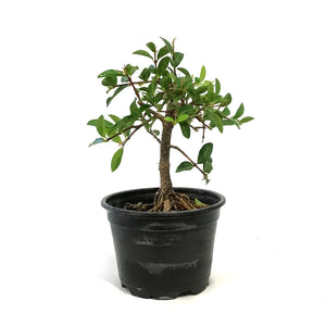 Bonsai, 4in, Barbados Cherry