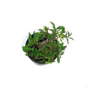 Bonsai, 4in, Barbados Cherry