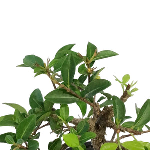 Bonsai, 4in, Barbados Cherry