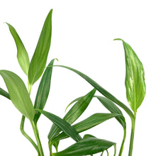 Load image into Gallery viewer, Epipremnum, 4in, Amplyssum Silver
