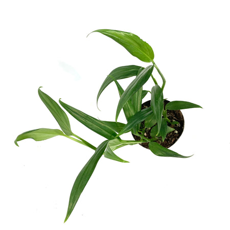 Epipremnum, 4in, Amplyssum Silver