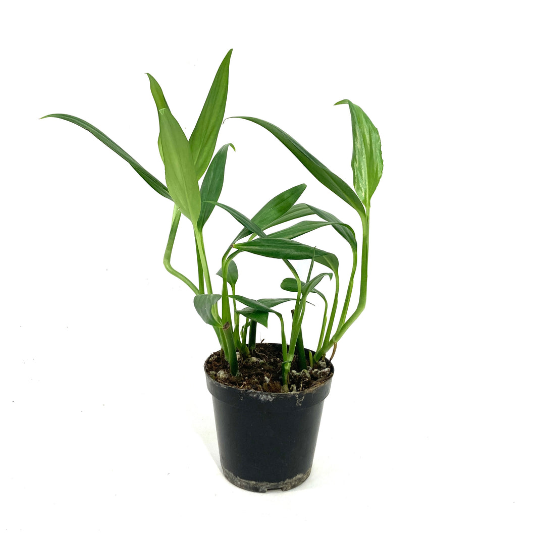 Epipremnum, 4in, Amplyssum Silver
