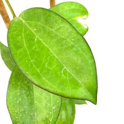 Hoya, 4in, Patcharawalai 023 (Icensis)