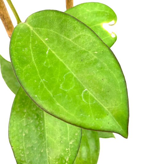 Hoya, 4in, Patcharawalai 023 (Icensis)