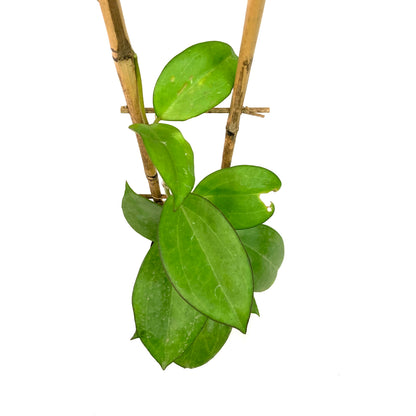 Hoya, 4in, Patcharawalai 023 (Icensis)