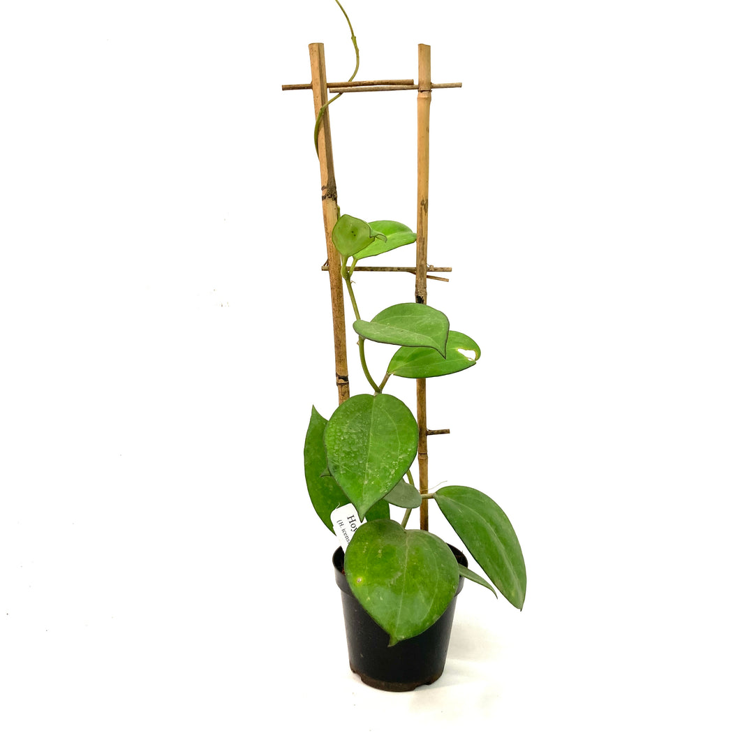 Hoya, 4in, Patcharawalai 023 (Icensis)