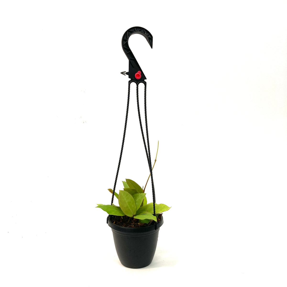 Hoya, 4in HB, Patricia