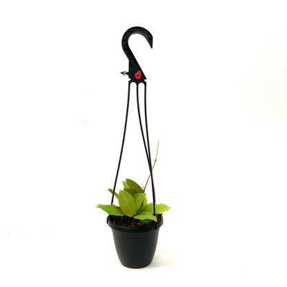 Hoya, 4in HB, Patricia