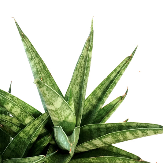 Sansevieria, 4in, Francissii