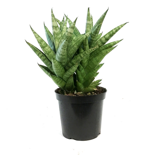 Sansevieria, 4in, Francissii