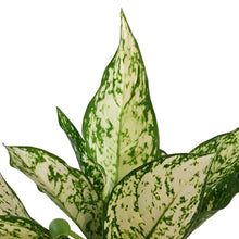 Load image into Gallery viewer, Aglaonema, 5in, Etta Rose
