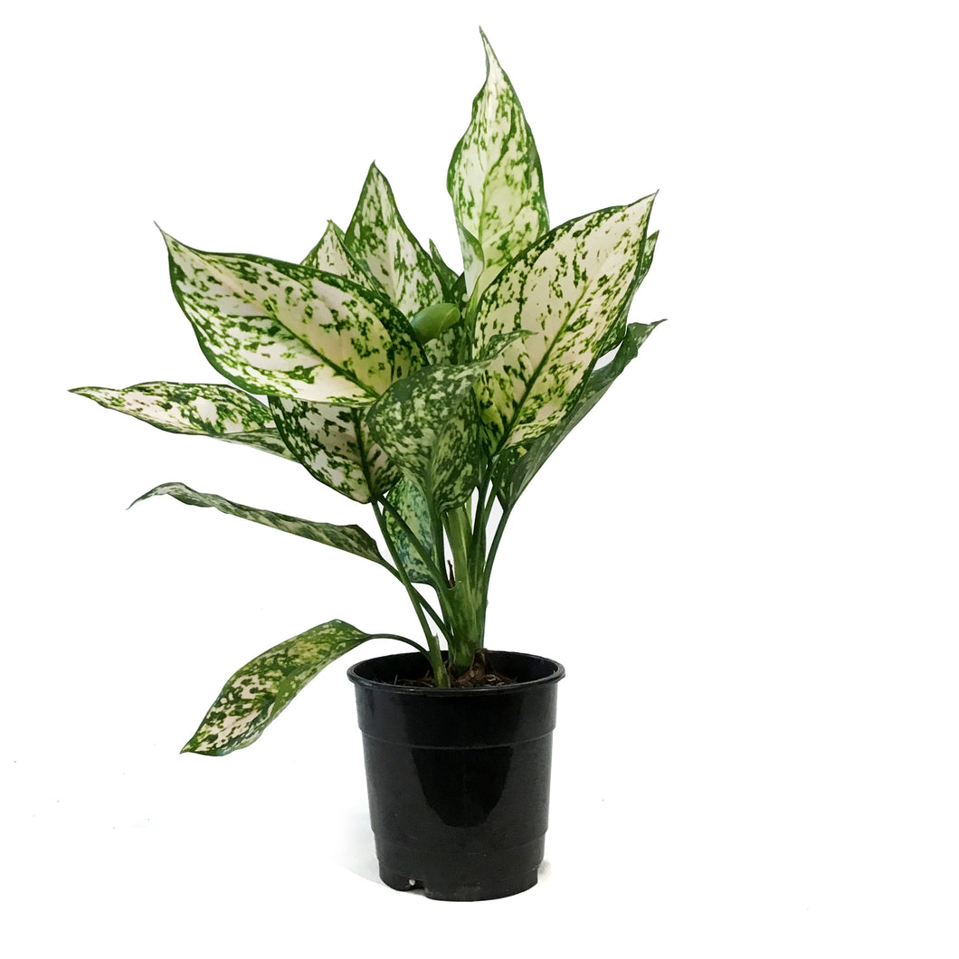 Aglaonema, 5in, Etta Rose