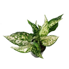 Load image into Gallery viewer, Aglaonema, 5in, Etta Rose
