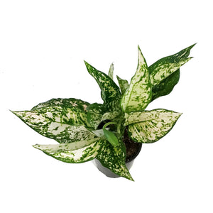 Aglaonema, 5in, Etta Rose