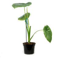 Alocasia, 5in, Silver Giant