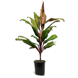 Cordyline, 5in, Harlequin